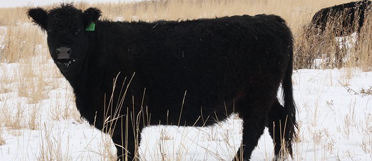 A Galloway cow at the Goodrich farm in Hardisty