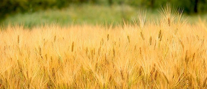 Watch Canada’s ag. markets updates for the most important crop and livestock market information of the week. | Robin Booker photo