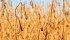 Watch Canada’s Ag Markets Updates for the most important crop and livestock market information of the week. | Robin Booker photo