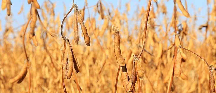 Watch Canada’s Ag Markets Updates for the most important crop and livestock market information of the week. | Robin Booker photo