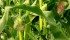 Watch Canada’s Ag Markets Updates for the most important crop and livestock market information of the week. | Robin Booker photo