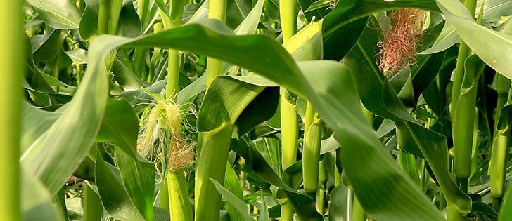 Watch Canada’s Ag Markets Updates for the most important crop and livestock market information of the week. | Robin Booker photo