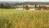 Swede midge has been in northeastern Saskatchewan for years and is spreading to other parts of the Prairies. However, an entomologist with Agriculture Canada said the pest is not a serious threat to prairie canola crops, at least for now. | Robin Booker photo