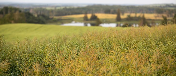 Swede midge has been in northeastern Saskatchewan for years and is spreading to other parts of the Prairies. However, an entomologist with Agriculture Canada said the pest is not a serious threat to prairie canola crops, at least for now. | Robin Booker photo  