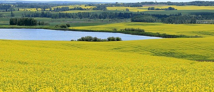 Watch Mike Raine host part two of The Western Producer's four episode series on fertilizer return on investment. | Robin Booker photo