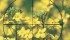 Agriculture Canada and the crop protection industry are developing a plan to wean canola growers off neonicotinoid seed treatments. | Michelle Houlden illustration