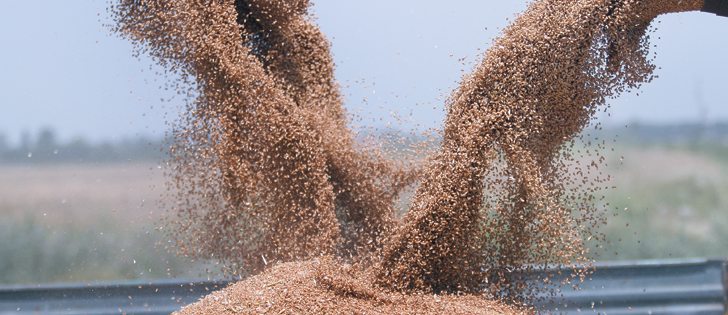Canada’s open marketing system has changed the way wheat is blended — and some international customers say quality has suffered as a result. | File photo
