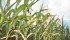 Analyst Bryce Knorr is forecasting springtime prices of at least $4.58 per bushel for corn and $10.85 for soybeans. | File photo
