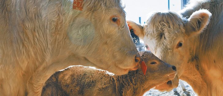 Ben Hamm of Manitoba Agriculture says it can cost a producer $2,200 to keep back a heifer today.  |  File photo