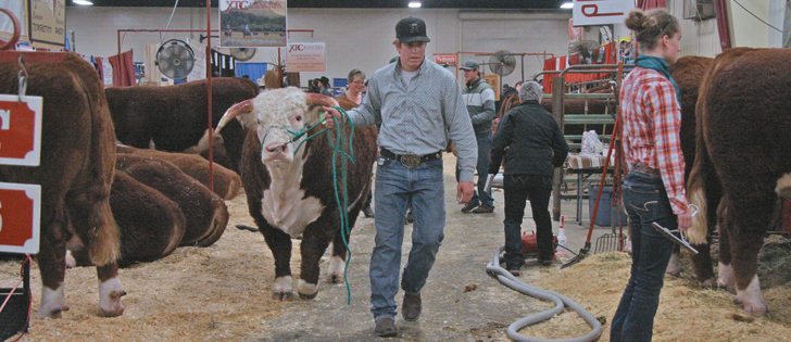 Travis Henderson of Little Poplar Grove Herefords in Forestburg, Alta., leads a bull back to the stalls after selling it at the Medicine Hat bull sale March 18. | Barb Glen photo