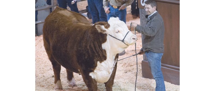 Kurt Trefiak of MJT Cattle Co. Ltd in Edgerton, Alta., admires his grand champion Hereford bull at the Calgary Bull Sale.  |  Mike Sturk photo