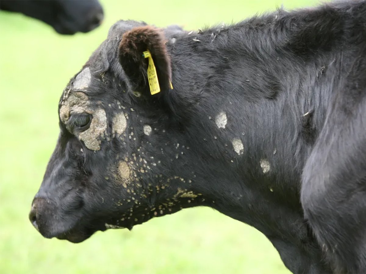 A black cow with several ping-pong ball-sized round scars on its head as the result of ringworm.