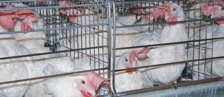 Chicken Farmers of Canada has a policy to reduce antibiotic use with a focus on those drugs most important to human health. | File photo