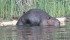 Beaver populations are up on the Prairies, which an expert says is a good thing for the environment. | File photo