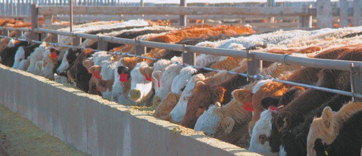 The phenomenon of non-eating cattle is considered a behavioural problem with a straightforward solution: force animals to go cold turkey by removing bedding straw.  | File photo