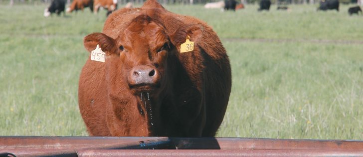 This is one type of trough used in off-site watering systems. After the Shoestring Ranch installed its system, Ian Murray noticed cattle would bypass the creek to drink from the cleaner water in the trough.  |  File photo