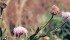 Knapweed can provide an abundance of forage but it becomes unpalatable after bolting. | File photo