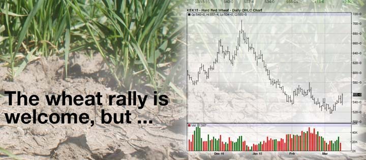 Wheat rising form the soil sends markets rising from the ashes.  |  WP Graphic