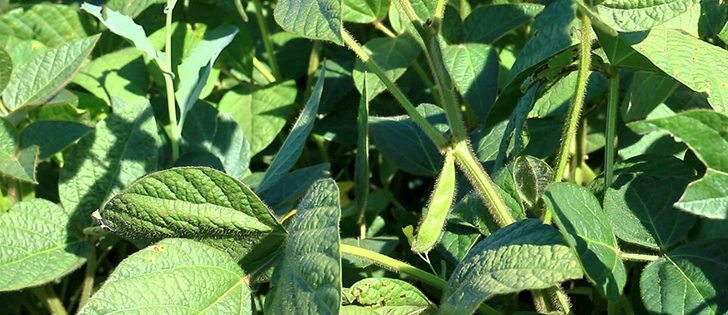 Watch Canada’s Ag Markets Updates for the most important crop and livestock market information of the week. | Robin Booker photo