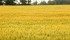 Watch Canada’s Ag Markets Updates for the most important crop and livestock market information of the week. | Robin Booker photo