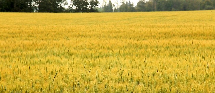 Watch Canada’s Ag Markets Updates for the most important crop and livestock market information of the week. | Robin Booker photo