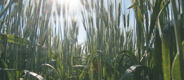 Farmers told Statistics Canada they intended to increase their durum acreage by nearly 16 percent this year.  |  File photo