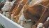Feed barley prices began rallying in April as grain companies and feedlot owners compete for farmers’ grain. | File photo