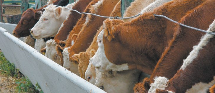 Feed barley prices began rallying in April as grain companies and feedlot owners compete for farmers’ grain.  |  File photo