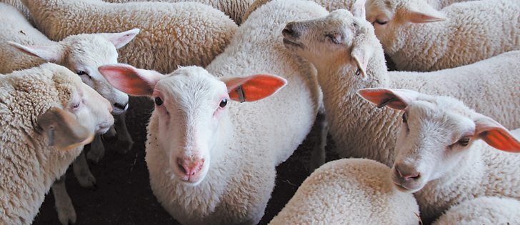 Researchers have found that parasites in western Canadian sheep are showing more resistance to control measures. |  File photo