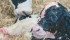 Studies show heifers that calved in the first 21 day period have a longer life span in the herd compared to later calving groups. | File photo