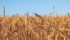 A new class of lower quality milling wheat could undermine the important Canada Western Red Spring class. | File photo