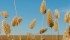 The Canaryseed Development Commission has taken a dispute with a Melfort, Sask., grain buyer public. | File photo