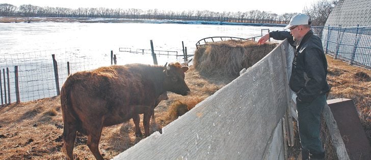 Marc Loiselle and his wife, Anita, farm 1,400 acres and keep a small herd of cattle near Vonda, Sask., on his certified organic farm.  |  Brian Cross photo