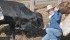 Cody Standquist, 18, gets nudged by yearling bulls looking for attention at the family farm east of Kyle, Sask. | William DeKay photo