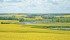 Nine producers averaged 61.57 bushels per acre in last year’s Canola King Challenge. | File photo