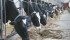 Program changes to the quota loan program will allow new entrants to increase their herd by 20 to 25 cows.
| File photo