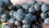 Ontario wine grape production may be down for the second straight year this year. | Jeffrey Carter photo
