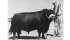 James Mantler shows the grand champion Aberdeen Angus bull at the 1960 Lethbridge and District Exhibition and Rodeo. The bull was owned by W.L. McGillivray of Coaldale, Alta. | File photo
