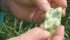 Hog producers say fababeans are high in protein and starch, making them economical in rations. | USDA photo