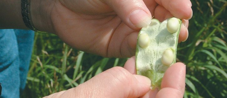 Hog producers say fababeans are high in protein and starch, making them economical in rations.  |  USDA photo