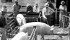 Hogs are on display in this undated and unidentified photograph. | File photo