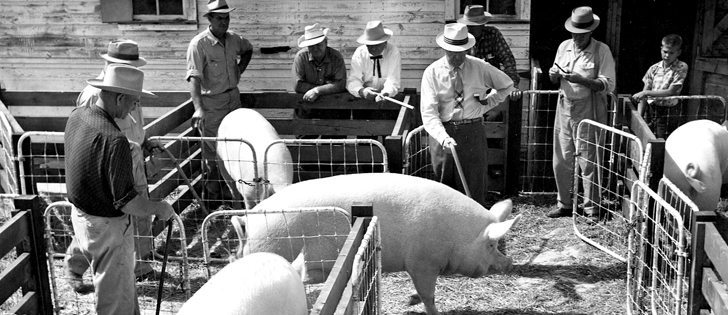 Hogs are on display in this undated and unidentified photograph.  |  File photo