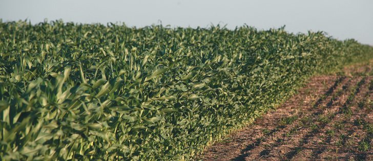 New varieties have improved feed corn production in Alberta, where demand from the province’s livestock sector is equivalent to 1.2 million acres.  |  File photo