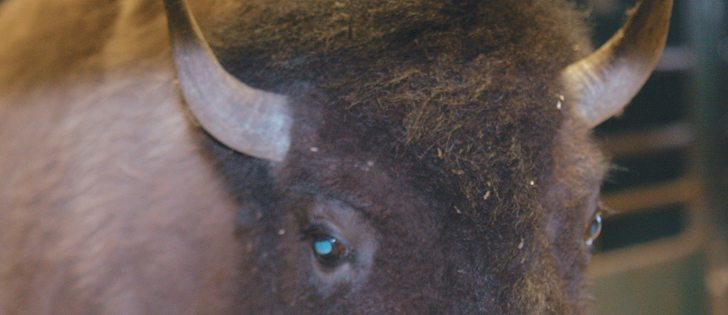 The bison industry says the elimination of the branding requirements for exports is good for handlers and for the animals.  |  File photo