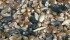 Growers are advised to use quality seed, good crop rotations and proper management practices to prevent ergot, shown here in this infected sample as evidenced by the black kernels. | File photo