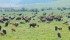 Efforts to find an effective blood test for bovine tuberculosis in wild Wood bison in northeastern Alberta had been put on hold. | File photo