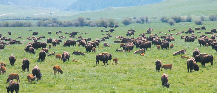 Efforts to find an effective blood test for bovine tuberculosis in wild Wood bison in northeastern Alberta had been put on hold.  |  File photo