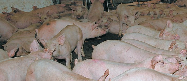 Hog producers are urged to avoid using drugs commonly used in human medicine to prevent antibiotic resistance. |  File photo
