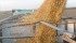 North Dakota University researchers are reviewing the benefits or problems of a canola-soybean rotation. | File photo