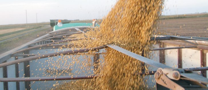 North Dakota University researchers are reviewing the benefits or problems of a canola-soybean rotation.  |  File photo